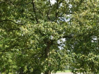 Die Edelkastanie wurde zum „Baum des Jahres 2018“ gekürt.