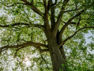 Im Zeichen von Biodiversität und Nachhaltigkeit: Die Flatterulme ist der "Baum des Jahres 2019". Bild: wikimedia (CC), Henry Kellner.